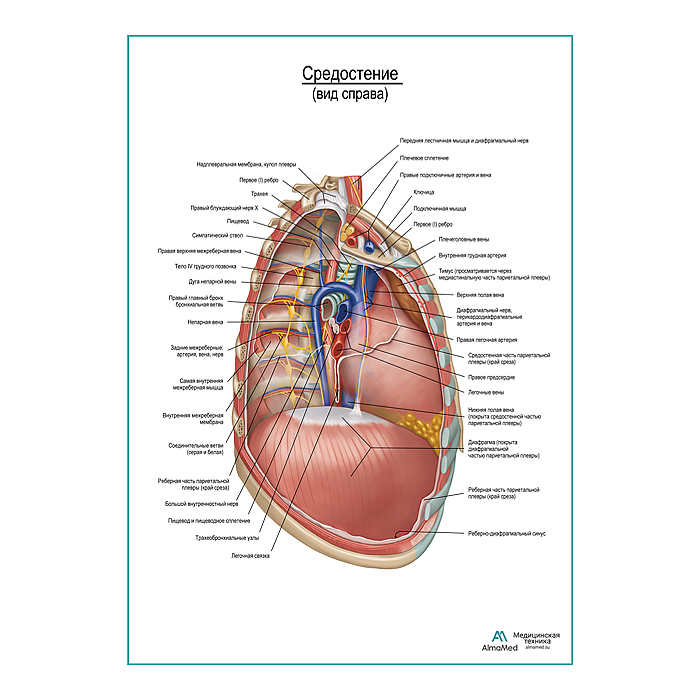 Средостение. Правый боковой вид плакат глянцевый А1+/А2+