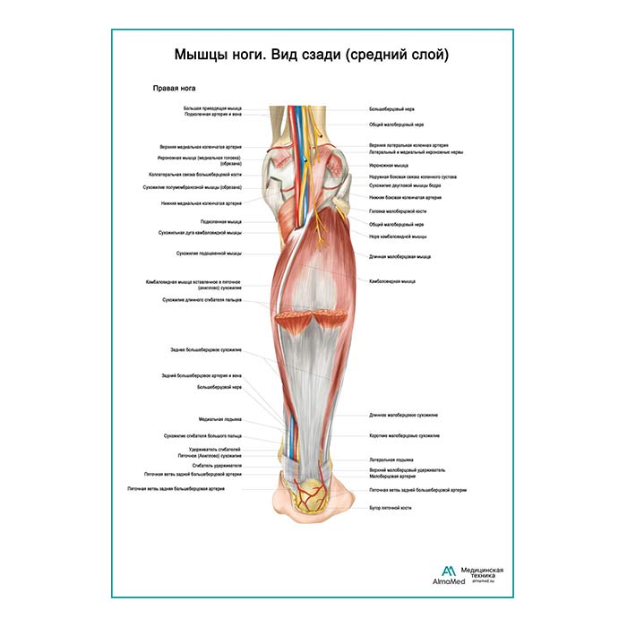 Мышцы ноги. Вид сзади средний слой плакат глянцевый А1+/А2+