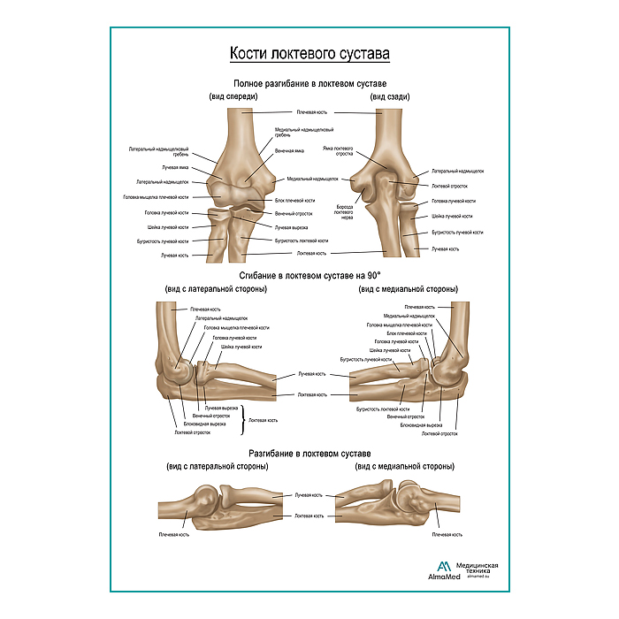 Кости локтя плакат глянцевый А1+/А2+