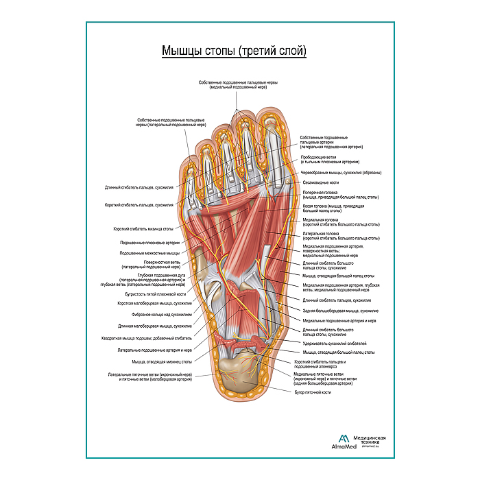 Мышцы подошвенной поверхности стопы (третий слой) плакат глянцевый А1+/А2+