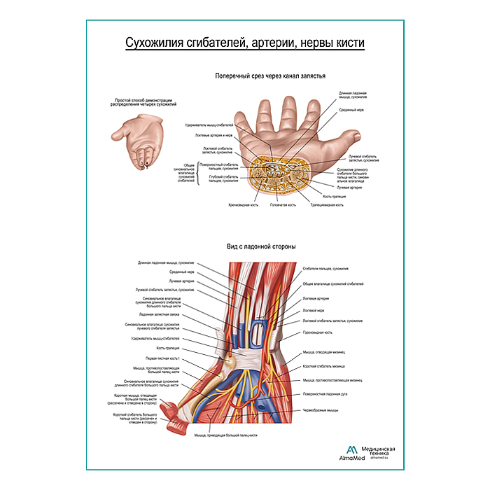 Сухожилия сгибателей, артерии, нервы кисти плакат глянцевый А1+/А2+