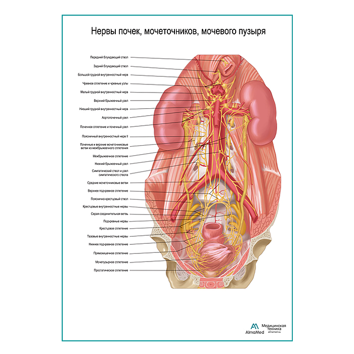 Нервы почек, мочеточников, мочевого пузыря плакат глянцевый А1+/А2+