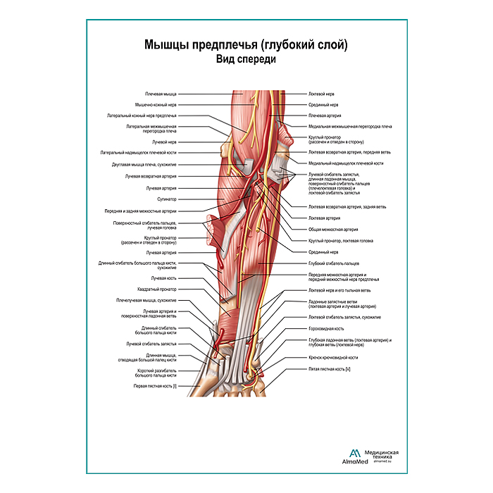 Мышцы предплечья, глубокий слой. Вид спереди плакат глянцевый А1+/А2+