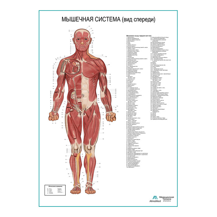 Мышечная система человека, вид спереди. Плакат глянцевый А1+/А2+