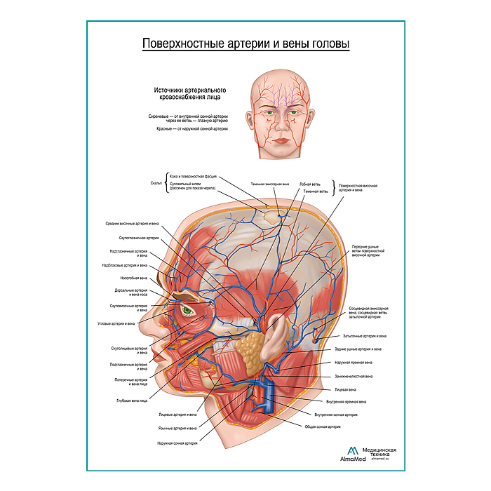 Поверхностные сосуды головы плакат глянцевый А1+/А2+