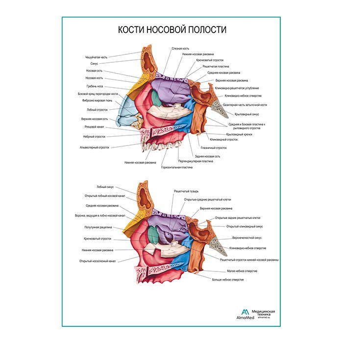 Кости носовой полости, плакат глянцевый А1+/А2+