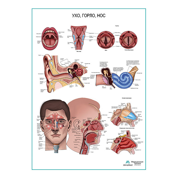 Ухо, горло, нос, плакат глянцевый А1+/А2+