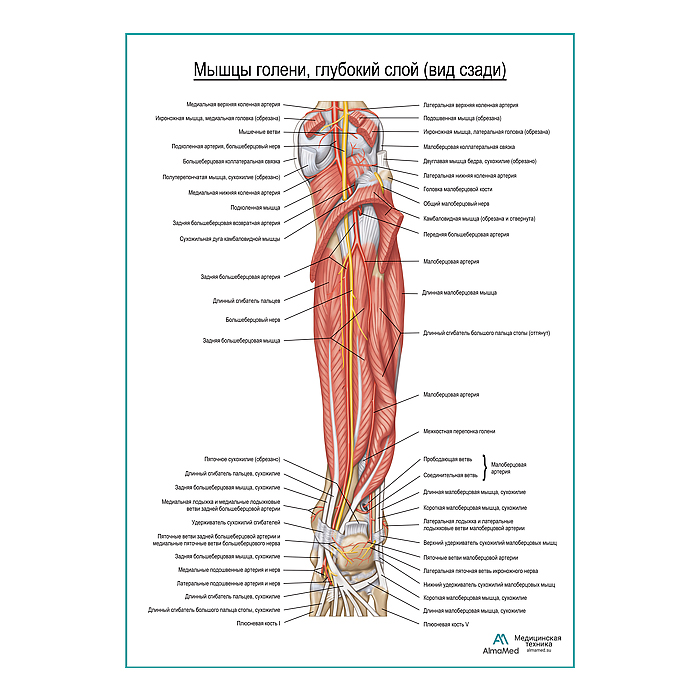 Мышцы голени и стопы глубокий слой, вид сзади плакат глянцевый А1+/А2+