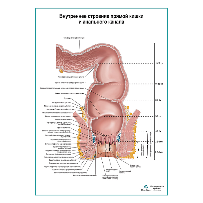 Внутреннее строение прямой кишки. Схема плакат глянцевый  А1+/А2+