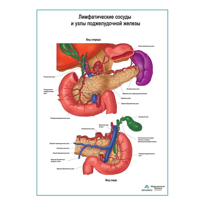 Лимфатические сосуды и узлы поджелудочной железы плакат глянцевый А1+/А2+