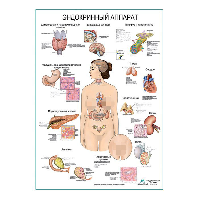 Эндокринный аппарат, плакат глянцевый А1+/А2+
