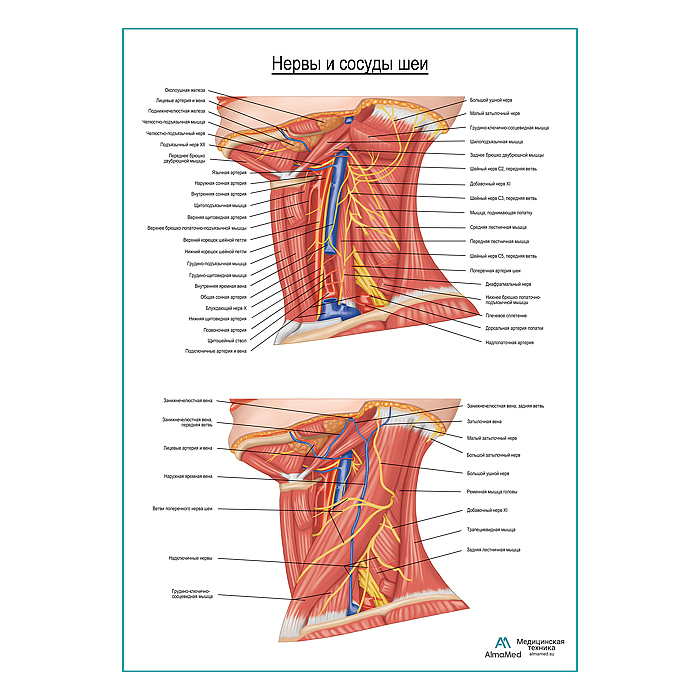 Нервы и сосуды шеи. Вид сбоку плакат глянцевый А1+/А2+