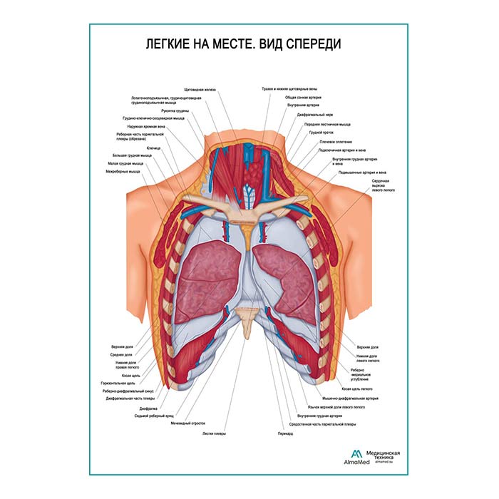 Легкие на месте. Вид спереди плакат глянцевый А1+/А2+