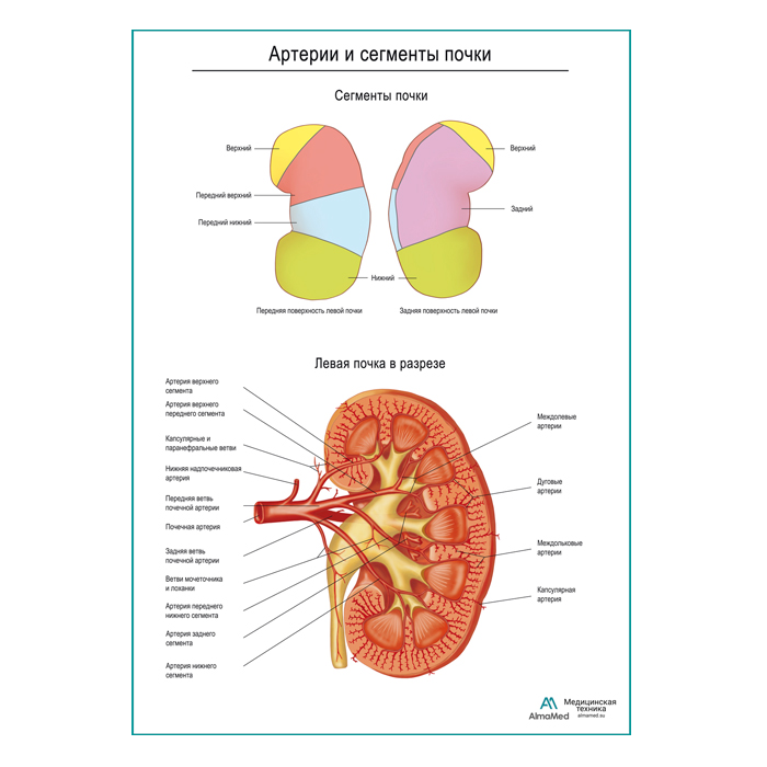 Артерии почки и сегменты плакат глянцевый А1+/А2+