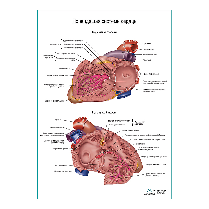 Проводящая система сердца плакат глянцевый А1+/А2+