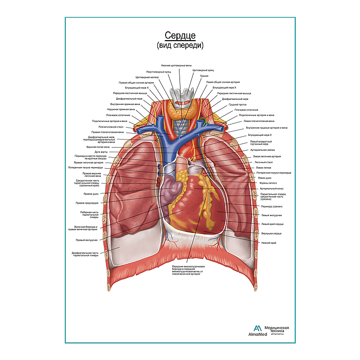 Сердце. Внешнее строение и расположение плакат глянцевый А1+/А2+