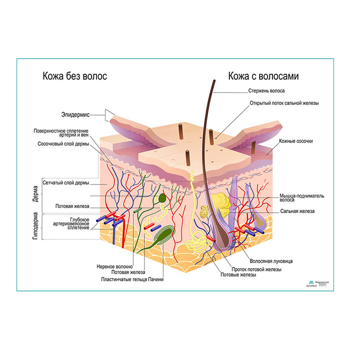 Строение кожи и волос, плакат глянцевый А1+/А2+