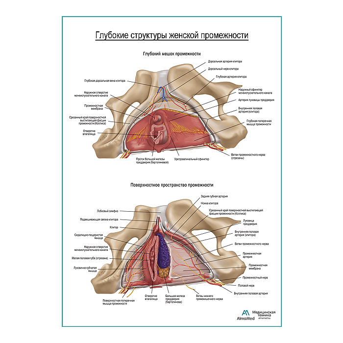 Женская промежность, внутреннее строение плакат глянцевый А1+/А2+