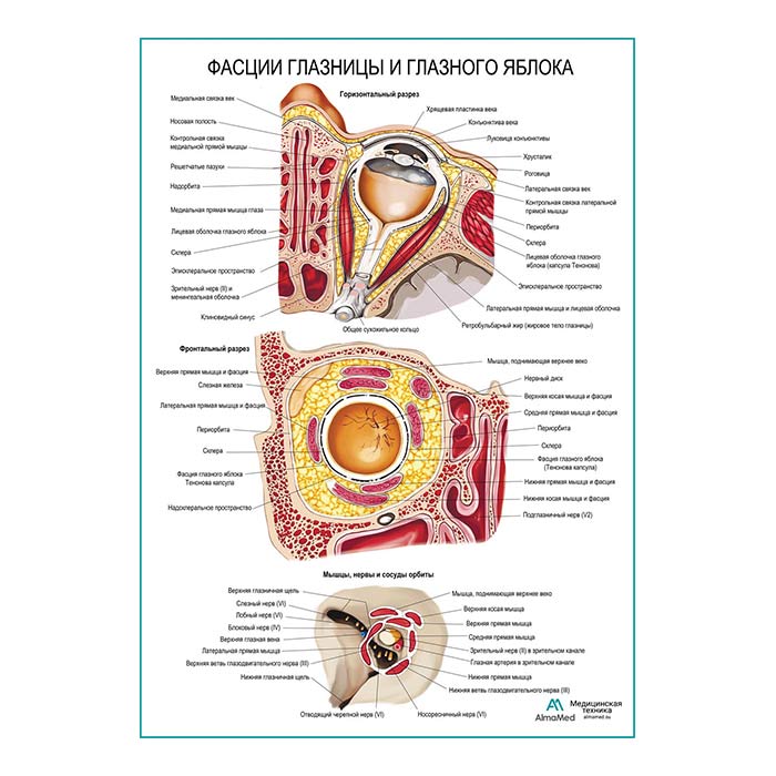 Фасции глазницы и глазного яблока плакат глянцевый А1+/А2+