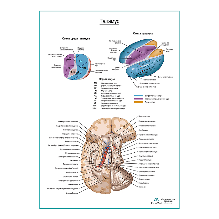Таламус плакат глянцевый А1+/А2+