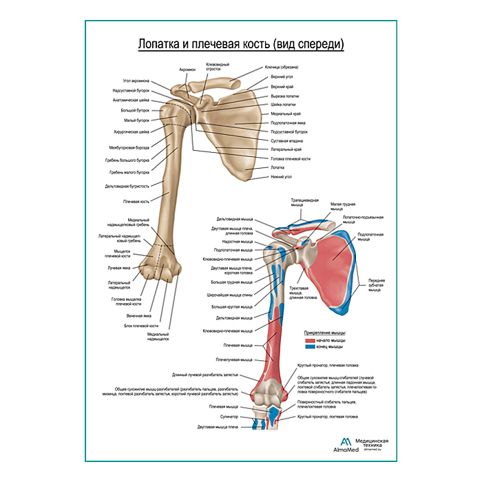 Плечевая кость и лопатка вид спереди плакат глянцевый А1+/А2+