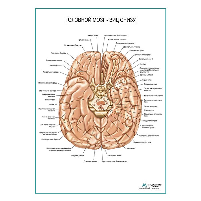 Головной мозг, вид снизу плакат глянцевый А1+/А2+