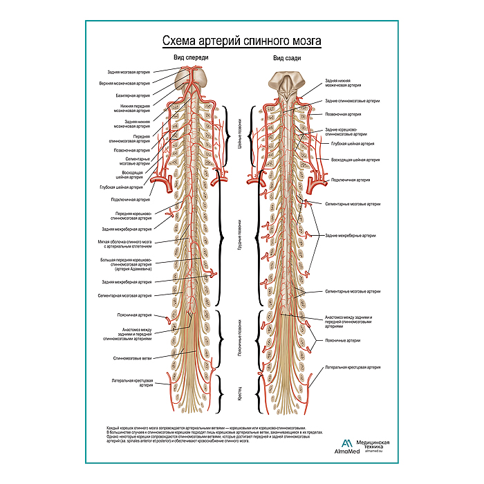 Схема артерии спинного мозга плакат глянцевый А1+/А2+