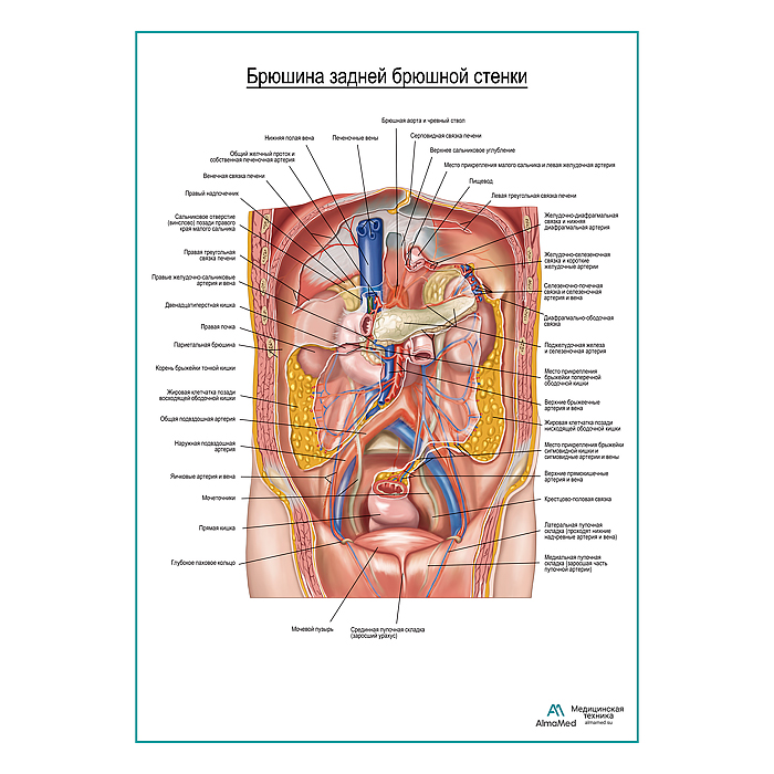 Брюшина задней брюшной стенки плакат глянцевый  А1+/А2+