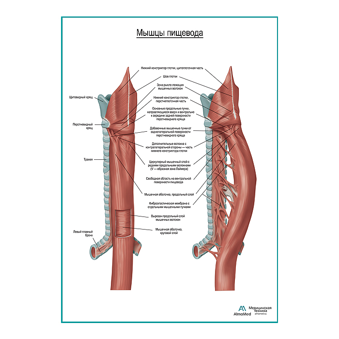 Мускулатура пищевода плакат глянцевый  А1+/А2+