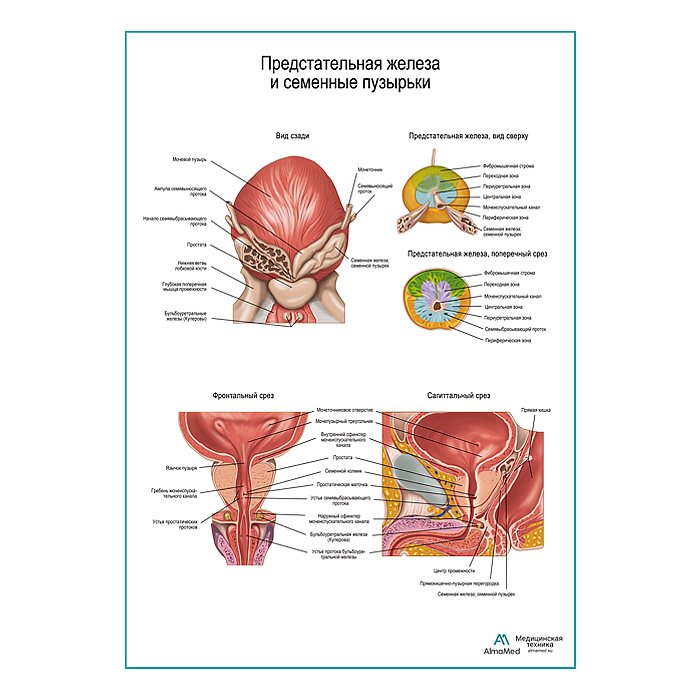 Внутренние половые органы мужчины плакат глянцевый А1+/А2+
