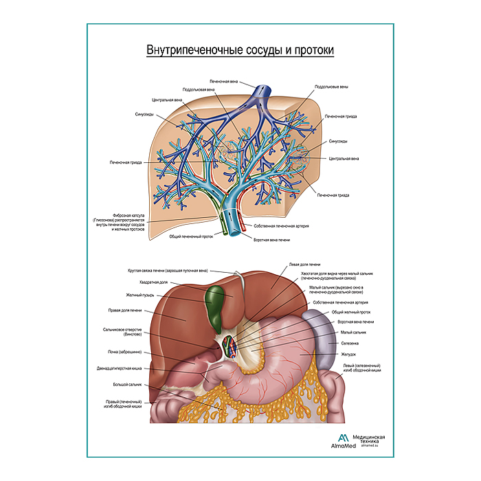 Печень. Сосуды и протоки плакат глянцевый  А1+/А2+