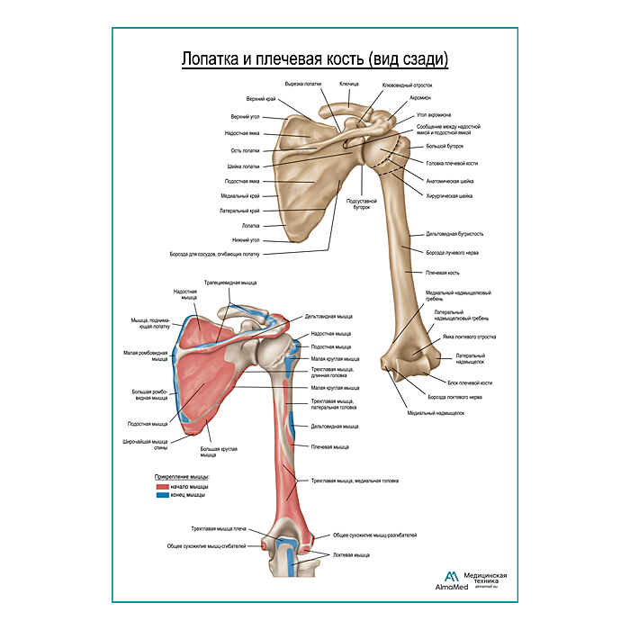 Плечевая кость и лопатка вид сзади плакат глянцевый А1+/А2+