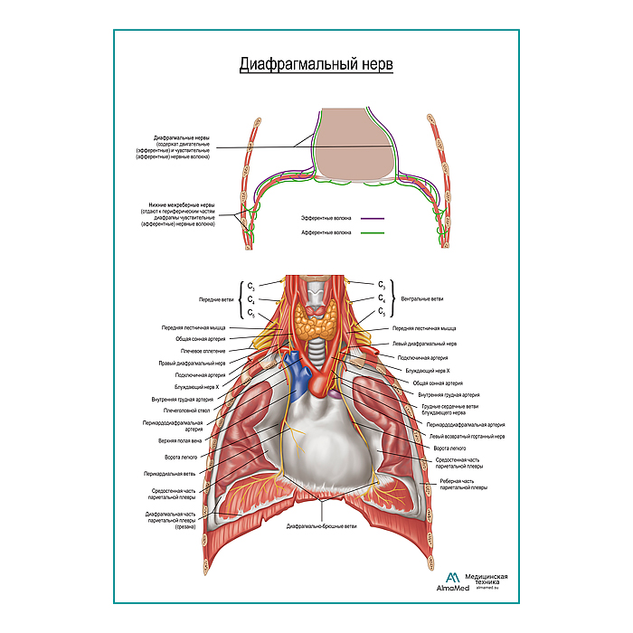 Диафрагмальный нерв плакат глянцевый А1+/А2+