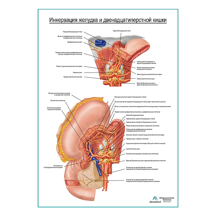 Автономная иннервация желудка продолжение плакат глянцевый А1+/А2+