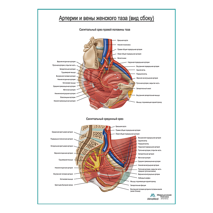 Артерии и вены женского таза (вид сбоку) плакат глянцевый А1+/А2+
