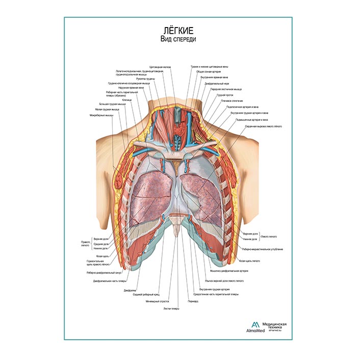 Легкие плакат глянцевый А1+/А2+