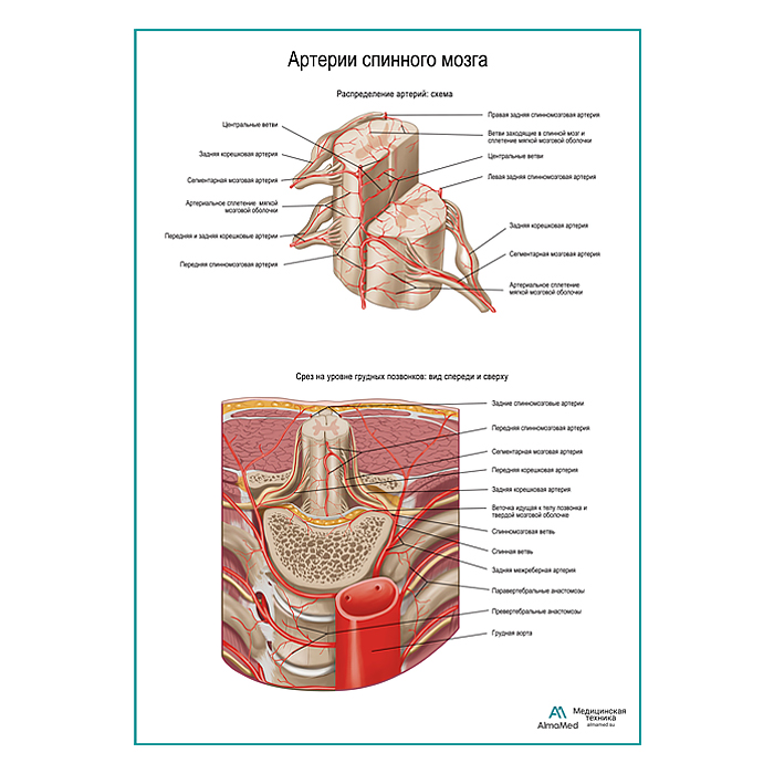 Артерии спинного мозга. Разветвление плакат глянцевый А1+/А2+