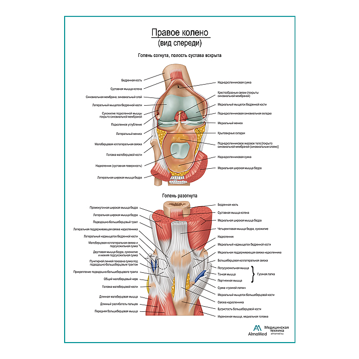 Колено, мышечно-связочный аппарат плакат глянцевый А1+/А2+