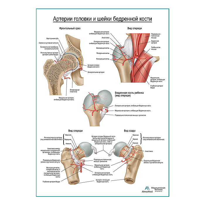 Кровоснабжение бедренной кости плакат глянцевый А1+/А2+