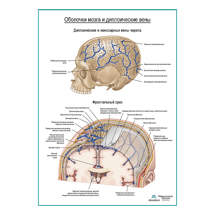 Оболочки мозга и диплоические вены плакат глянцевый А1+/А2+