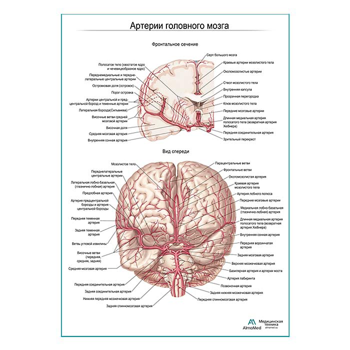 Артерии мозга. Фронтальное сечение плакат глянцевый А1+/А2+