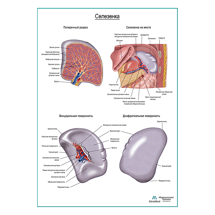 Селезенка плакат глянцевый А1+/А2+