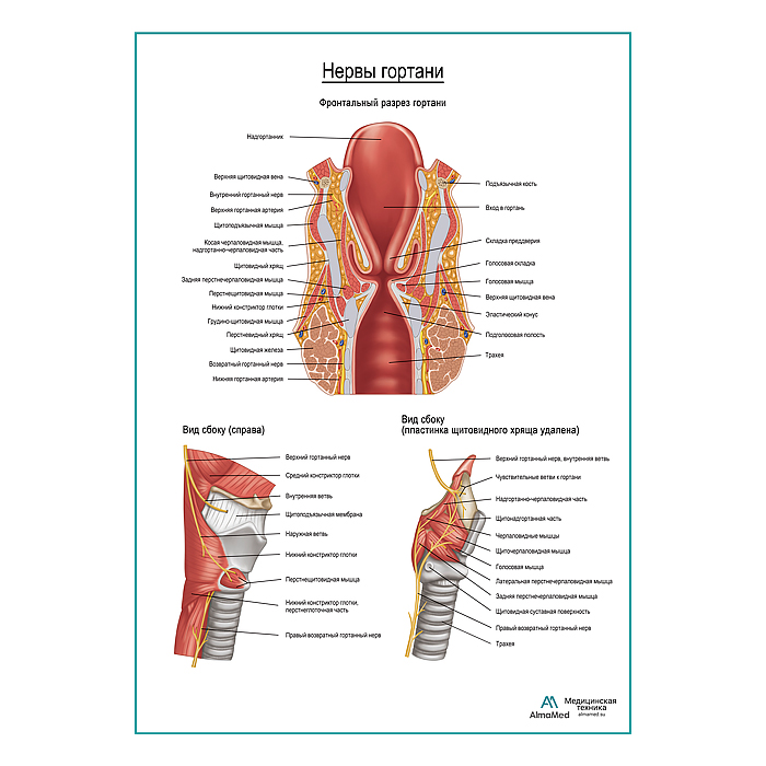 Нервы гортани плакат глянцевый А1+/А2+