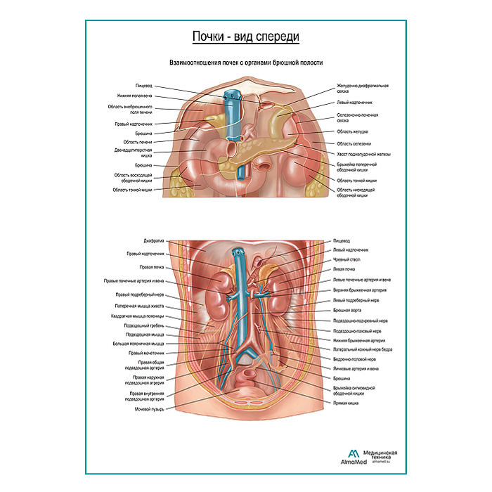 Почки на месте. Вид спереди, плакат глянцевый А1+/А2+