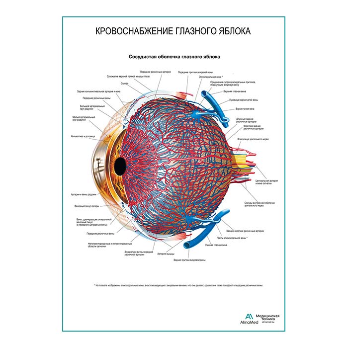 Кровоснабжение глазного яблока плакат глянцевый А1+/А2+