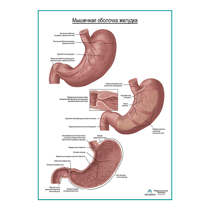Мышечная и слизистая оболочка желудка плакат глянцевый  А1+/А2+