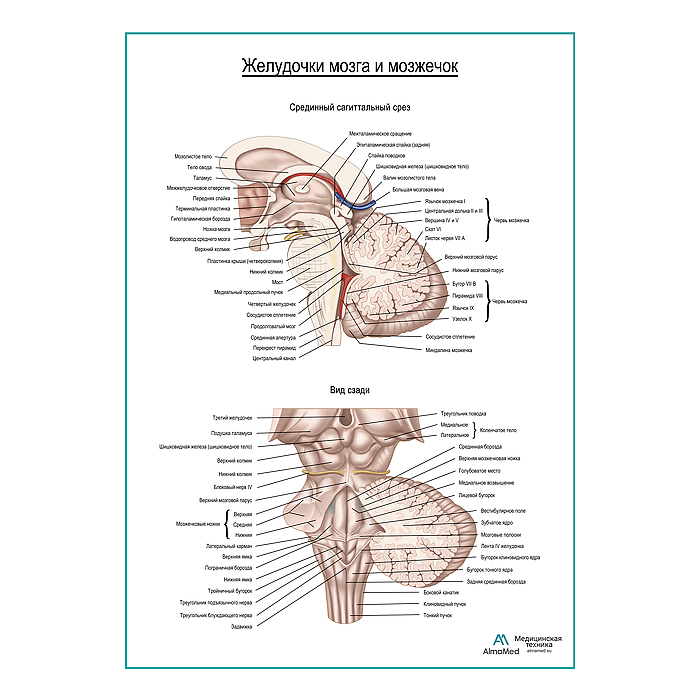 Желудочки мозга и мозжечок плакат глянцевый А1+/А2+